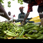 raw farm-workers-sorting-okra-pods-in-ghana-west-africa